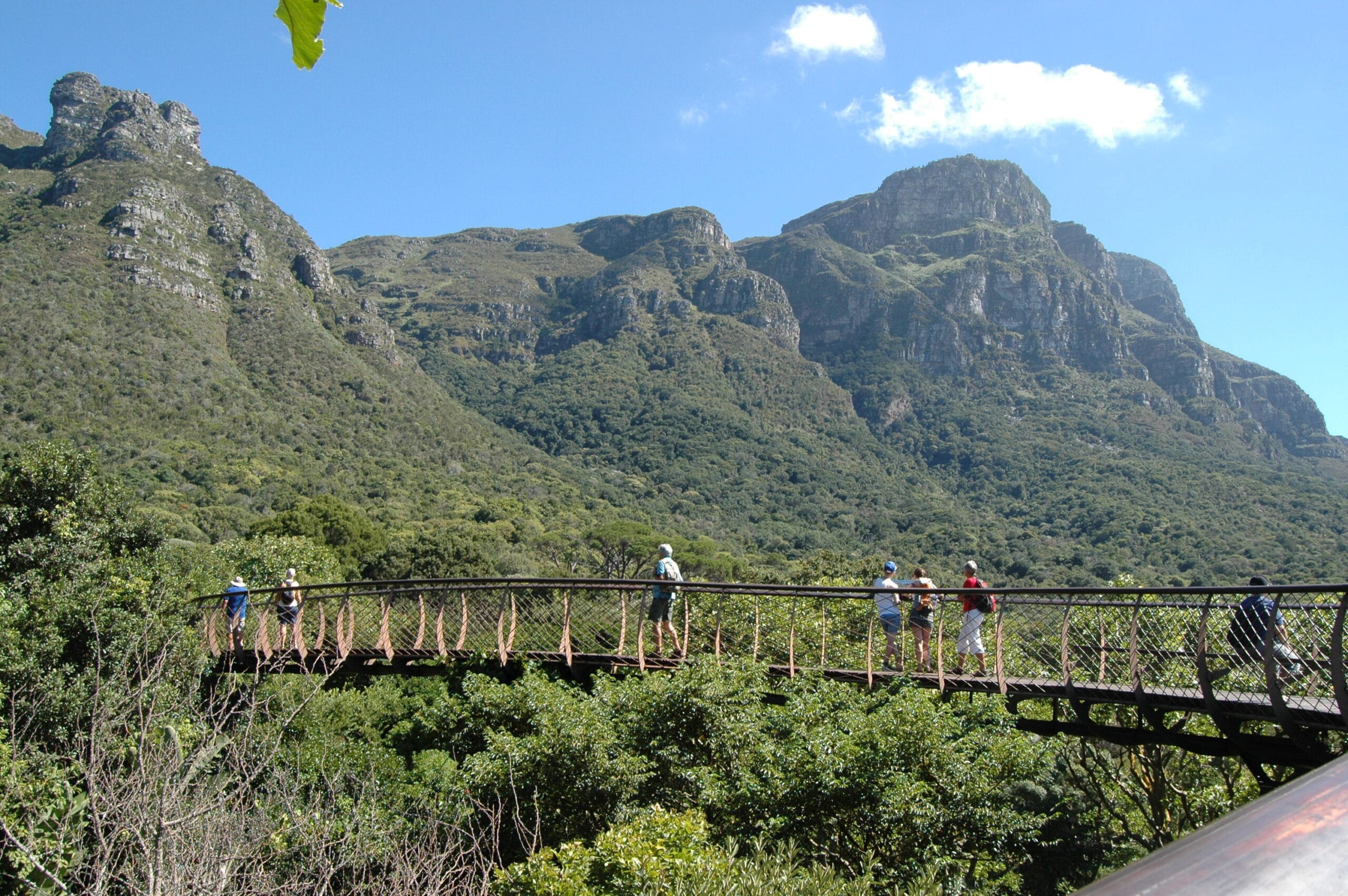 Boomslang canopy walkway at Kirstenbosch Gardens with Table Mountain, near Newlands Cape Town