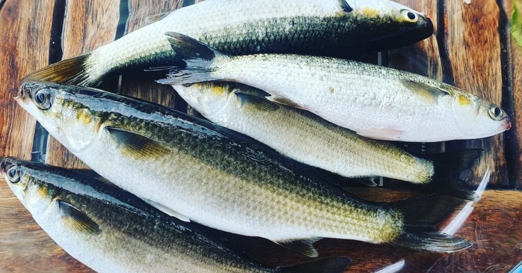 Kalk bay harbour fresh fish