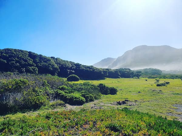 Scarborough Schusters Kraal milkwood forest