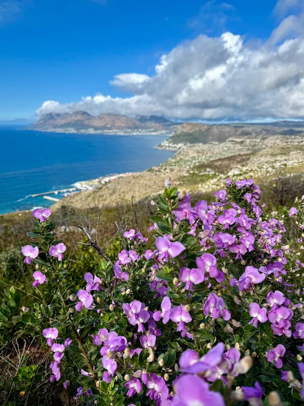 St James mountain hiking false bay views and flowers
